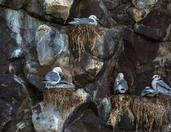 Sea gulls nest on the cliffs of Pacific Ocean. — Stock Photo, Image