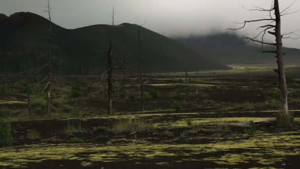 Мертвих лісу поблизу вулканів. — стокове відео