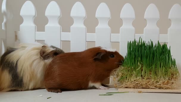 Cavia's eten van gekiemde haver. — Stockvideo