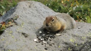 Arctic sincap kayada tohumları yemek yer. Kamçatka.