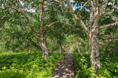 Ahşap iz ve huş Vadisi Geysers.
