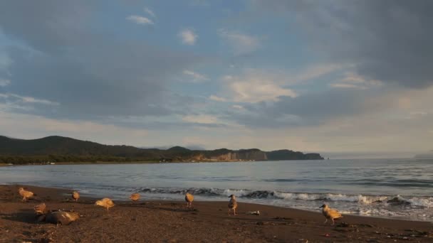 Baia di Zavoiko nell'Oceano Pacifico . — Video Stock