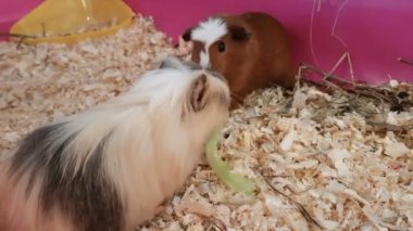 Eskiden şiling şimdi pigs marul yiyor.