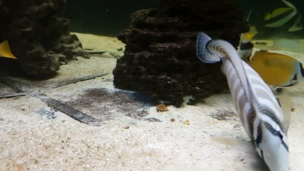 Red Sea sailfin tang - Zebrasoma desjardinii — Stok video