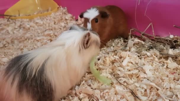 Cerdos de Guinea que comen lechuga . — Vídeo de stock