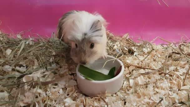 Cavia's eten van komkommers en bieten. — Stockvideo