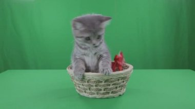 Güzel kedicik İskoç Fold sepeti yeşil ekran.