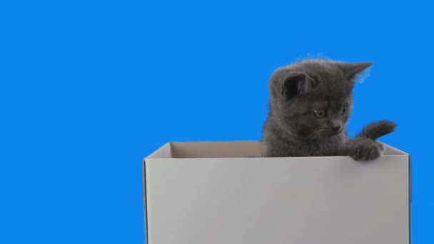 Маленький котенок Скотт Складывается в коробку на Зеленом экране. Альфа-канал включен — стоковое видео