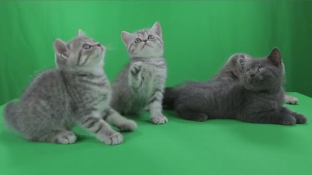 Vackra lite kattungar Scottish Fold på grön skärm. — Stockvideo