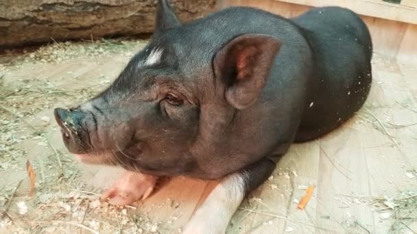 Feeding and communicates with black dwarf pig. — Stock Video