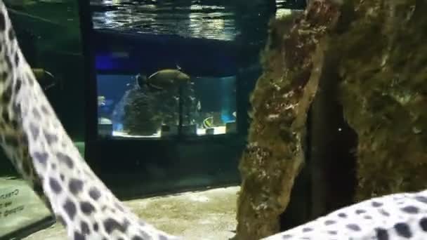 Muränen im dekorierten Meerwasseraquarium. — Stockvideo