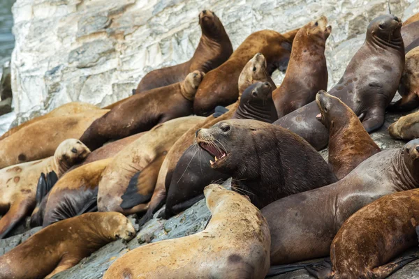 Rookery Steller leones marinos. Isla en el Océano Pacífico cerca de la península de Kamchatka . — Foto de Stock