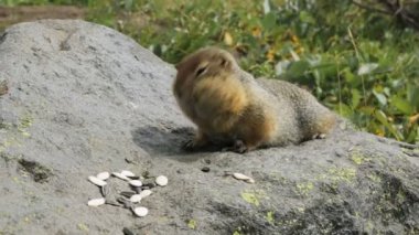 Arctic sincap kayada tohumları yemek yer. Kamçatka.