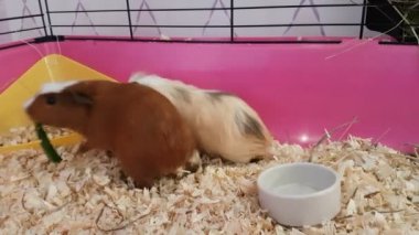 Eskiden şiling şimdi pigs yeşil salatalık yemek.