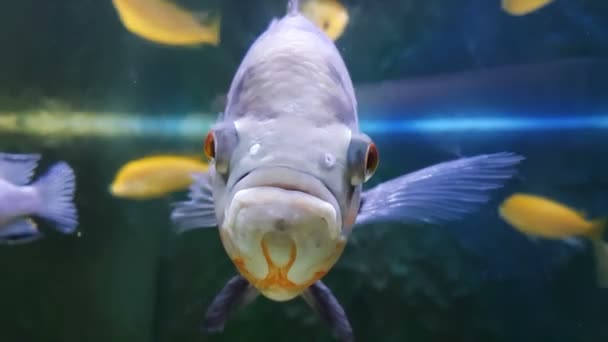 Peces Oscar - astronotus ocellatus — Vídeos de Stock