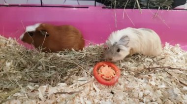 Eskiden şiling şimdi pigs kırmızı dolmalık biber yemek.