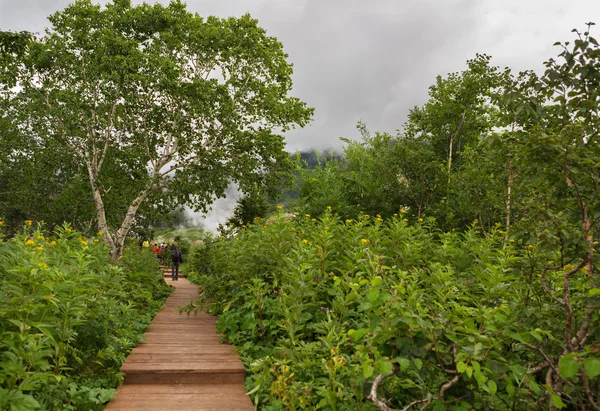 Camino de madera y valle de abedul de los géiseres . — Foto de Stock