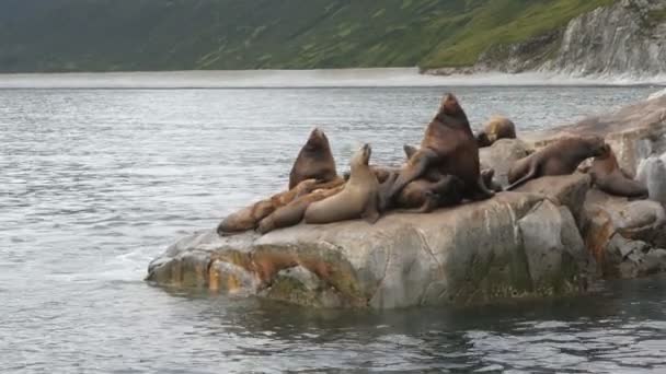 Rookery Steller leones marinos. Isla en el Océano Pacífico cerca de la península de Kamchatka — Vídeos de Stock