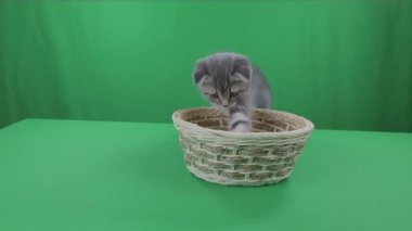 Güzel kedicik İskoç Fold sepeti üzerinde yeşil ekran stok görüntüleri video
