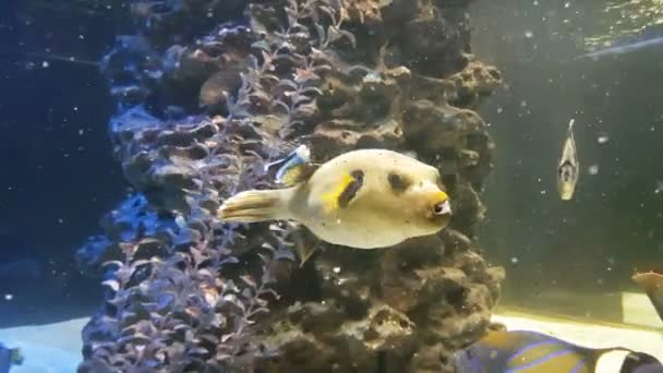 Tetraodon è un genere del video di stock della famiglia Pufferfish — Video Stock