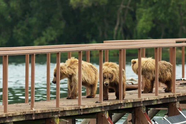 Három kis barna medve cub a kerítés-hoz számla részére hal. Kurile tó. — Stock Fotó