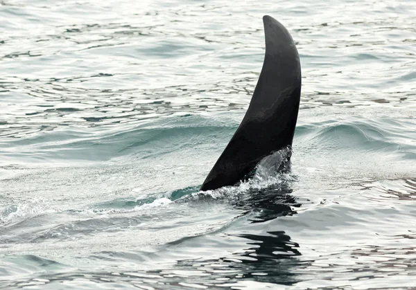 Killer Whale - Orcinus Orca in Pacific Ocean. Water area near Kamchatka Peninsula. — Stock Photo, Image