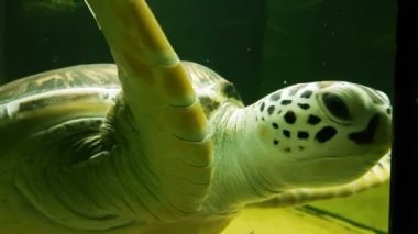 Deniz kaplumbağası Marine Aquarium stok görüntüleri video
