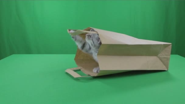 Belos gatinhos escoceses Dobre no saco de papel Tela Verde imagens vídeo — Vídeo de Stock