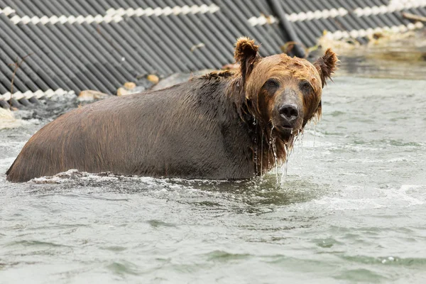 Medvěd hnědý čekají na kořist v Kurilské jezero. — Stock fotografie