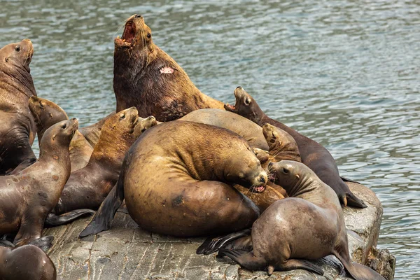 Rookery Steller sea lions. Island in Pacific Ocean near Kamchatka Peninsula.