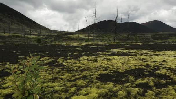 枯林附近火山素材视频 — 图库视频影像