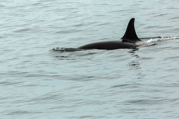 Killer Whale - Orcinus Orca in Stille Oceaan. Watergebied bij het schiereiland Kamchatka. — Stockfoto