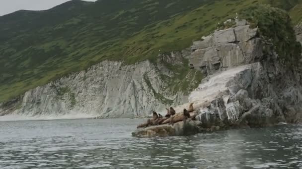 Rookery Steller sea lions. Island in Pacific Ocean near Kamchatka Peninsula stock footage video — Stock Video