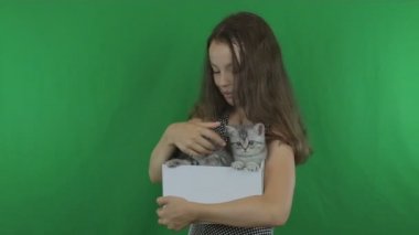 Güzel kız kedi İskoç Fold yeşil ekran stok görüntüleri video üzerinde iletişim kurar