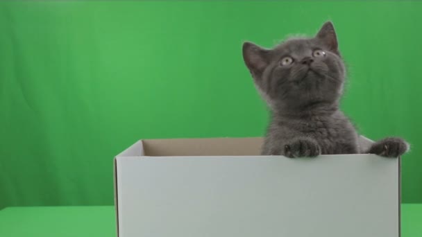 Hermoso gatito escocés Doble en caja en pantalla verde archivo de vídeo — Vídeo de stock