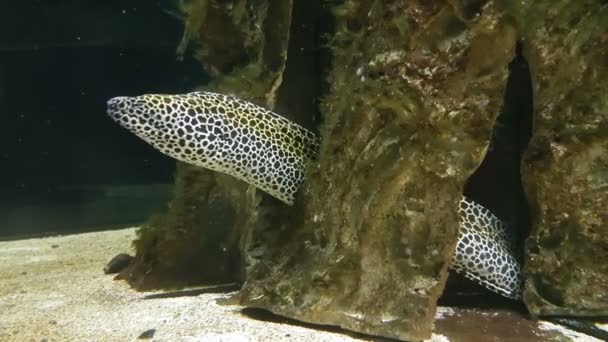 Moray em decorado Marine Aquarium imagens de vídeo — Vídeo de Stock