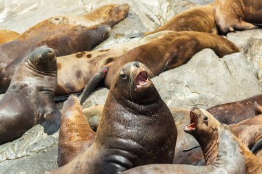 Rookery Steller Deniz Aslanları. Pasifik Okyanusunda Kamçatka Yarımadası yakınındaki Adası.