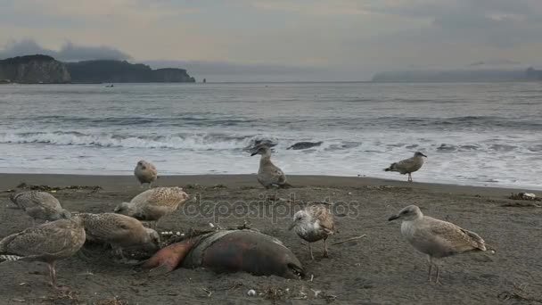 Pacific Gull comer selo morto na praia imagens de vídeo — Vídeo de Stock