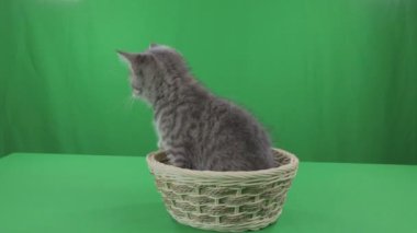Güzel kedicik İskoç Fold sepeti üzerinde yeşil ekran stok görüntüleri video