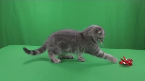 Schöne kleine Kätzchen schottische Falte auf grünem Bildschirm Stock Footage Video — Stockvideo