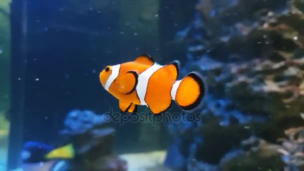 Clownfish of anemonefish stock footage video — Stockvideo