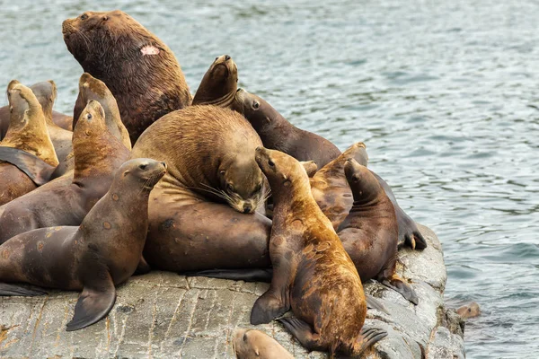 Rookery Steller leones marinos. Isla en el Océano Pacífico cerca de la península de Kamchatka . — Foto de Stock