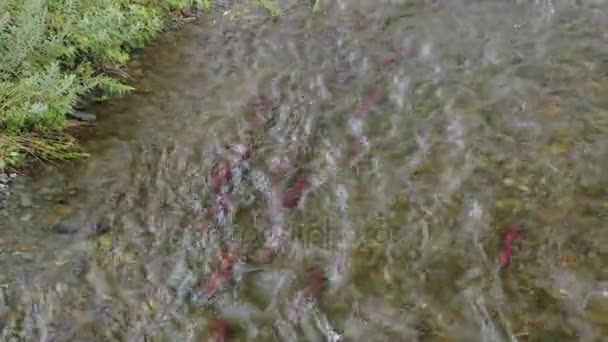 Laichende Sockeye-Lachse auf dem Fluss in Kamtschatka Stock Footage Video — Stockvideo