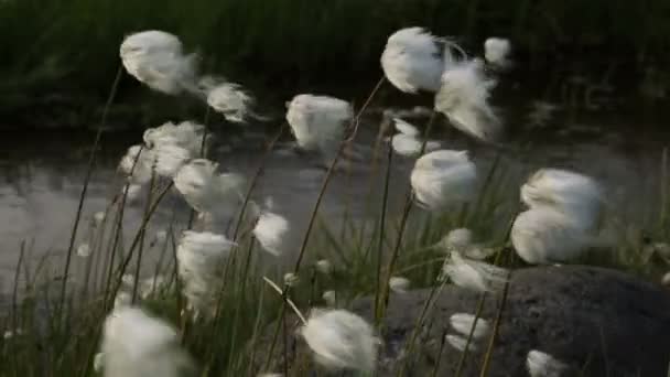 Hermosa hierba de algodón por el arroyo Spokoiny material de archivo de vídeo — Vídeos de Stock