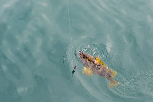 Mackerel on hook. Bottom sea fishing in the Pacific near Kamchatka. — Stock Photo, Image