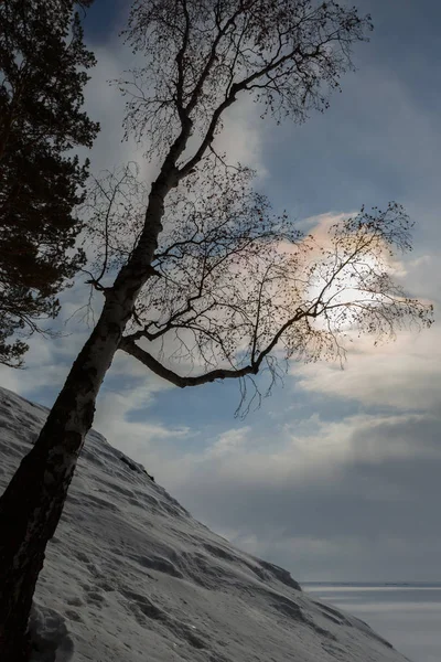 Birch branches keeps the sun on snowy shore of Lake Baikal. — Stock Photo, Image