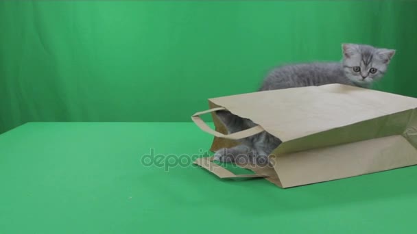 Schöne kleine Kätzchen schottische Falte in Papier Bagon Green Screen Stock Footage Video — Stockvideo