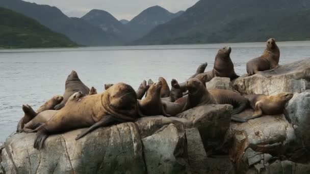 Rookery Steller Deniz Aslanları. Ada Pasifik Okyanusunda Kamçatka Yarımadası stok görüntüleri video — Stok video
