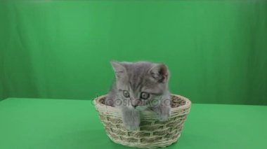 Güzel kedicik İskoç Fold sepeti üzerinde yeşil ekran stok görüntüleri video