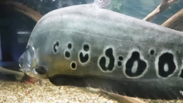 Clown featherback in ingericht Aquarium stock footage video — Stockvideo